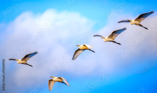 Εκτύπωση καμβά Flock of Great Egrets flying in Clouds