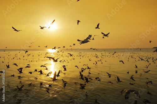 many seagull flying at sunset © worradirek