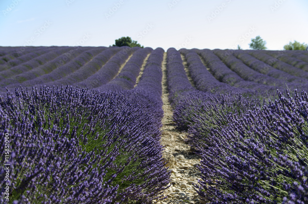 Fototapeta premium Filari di lavanda