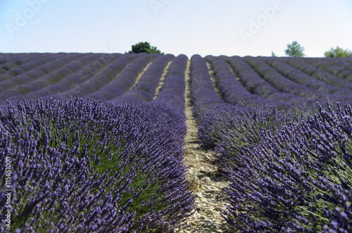 Filari di lavanda