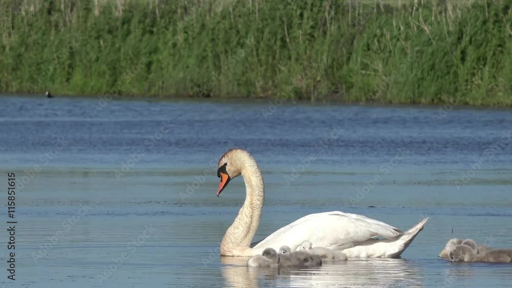 swan with cygnets swimming in the lake swan with cygnets swimming in the lake