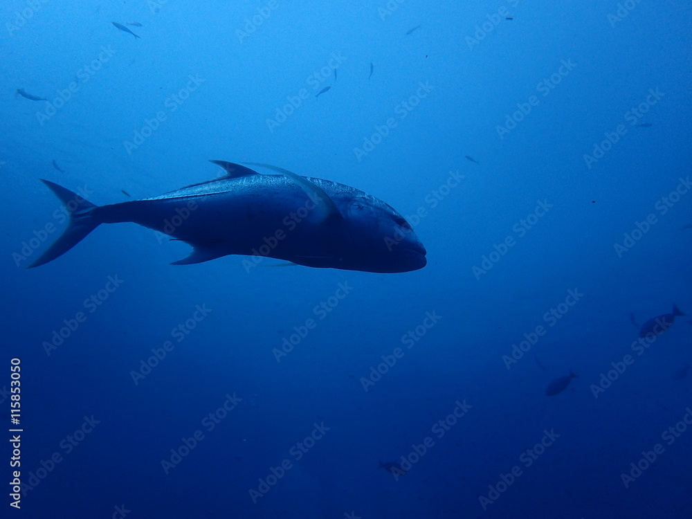 Obraz premium インド洋のローニンアジ