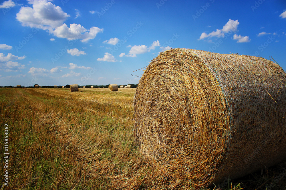 Golden wheat field with hay bales after harvest