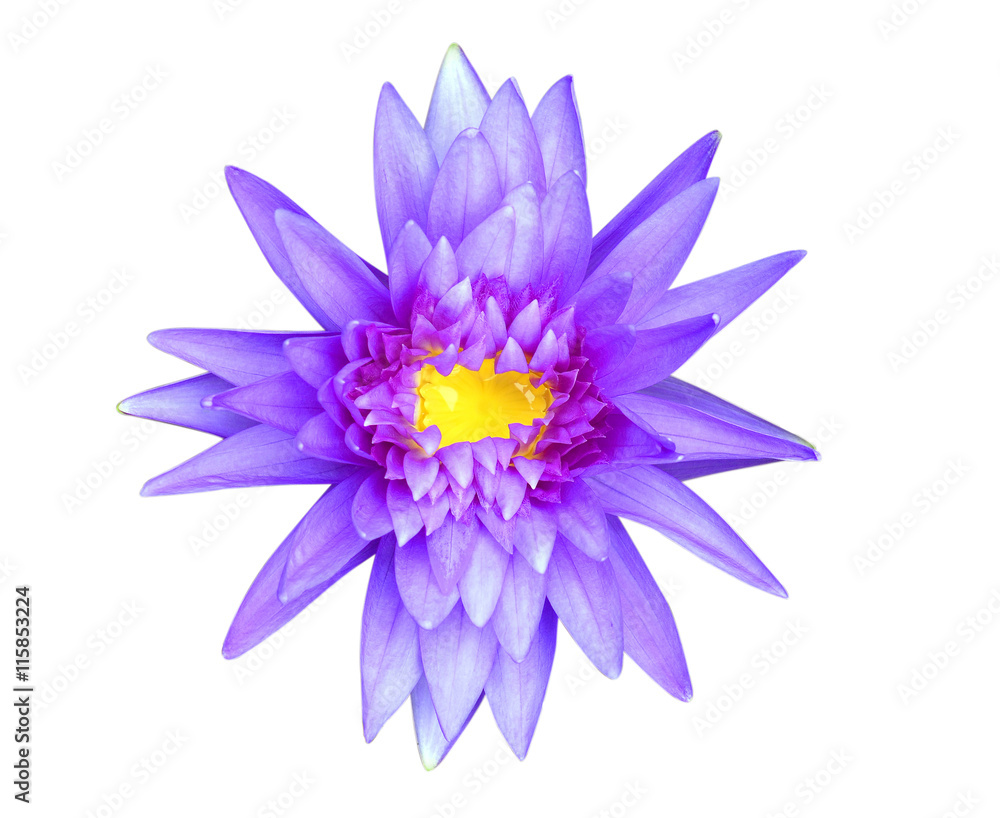 Blue lotus isolated on white