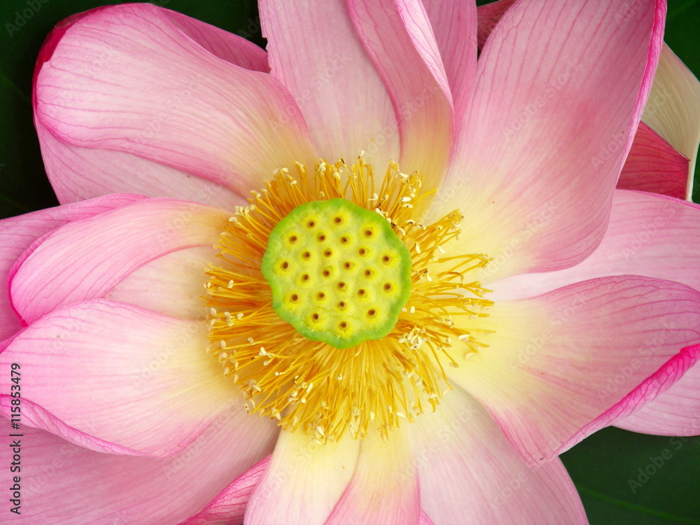 ハスの花 ハスの花