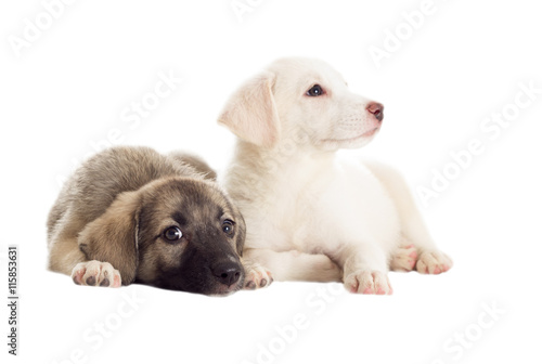 Fototapeta Naklejka Na Ścianę i Meble -  white and gray puppy watching