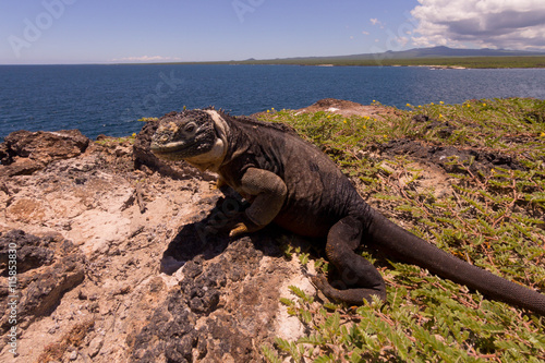 Fototapeta Naklejka Na Ścianę i Meble -  Landleguan auf der Isla Plaza Sur, Galapagosinseln, Ecuador