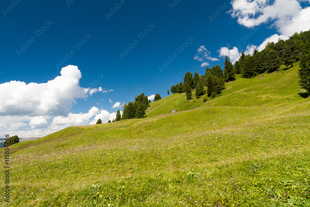 Dolomites meadow, Italy