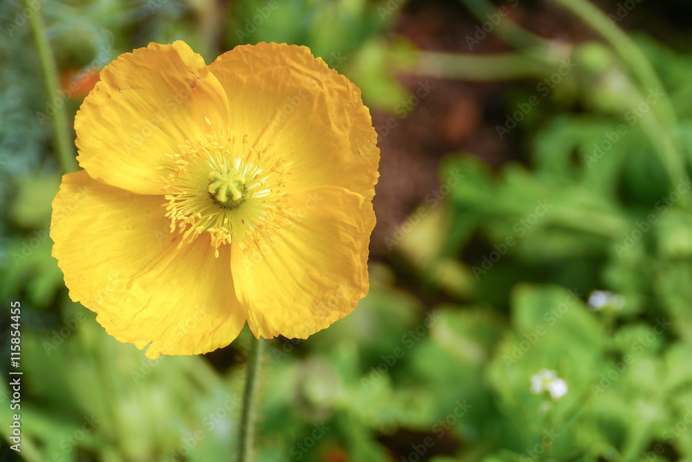 beautiful yellow opium poppy flower blooming  background