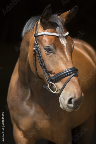 Hannovarian Warmblood Portrait