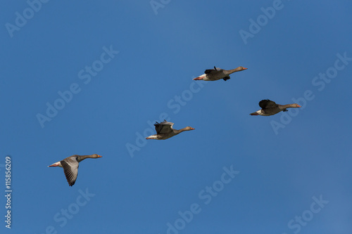 several grey gooses (anser anser) flying in natural environment