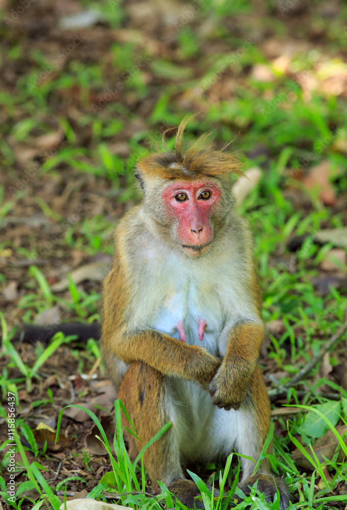 Portrait of macaque female Portrait of macaque female