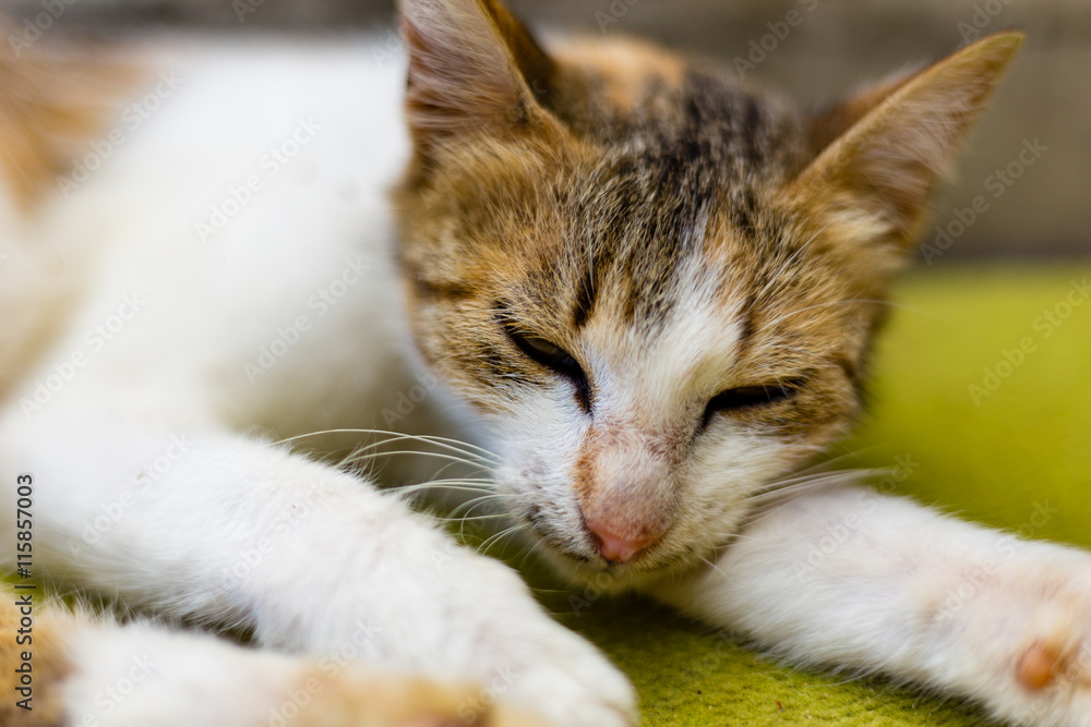 Fototapeta premium Sleeping cat on house stairs