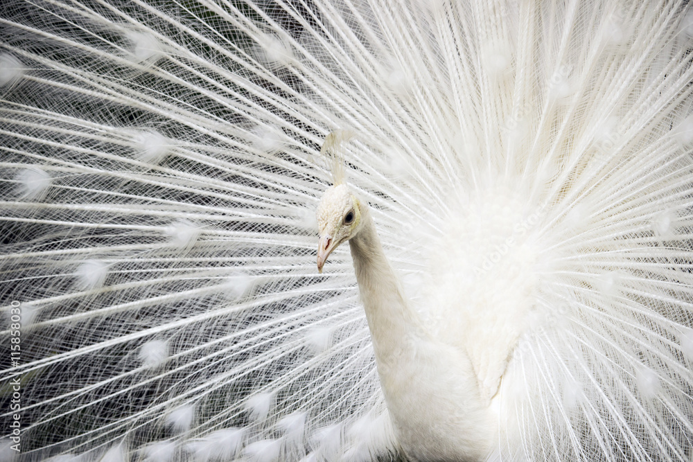 Naklejka premium White Indian peacock (Pavo cristatus mut. Alba) - young male adult