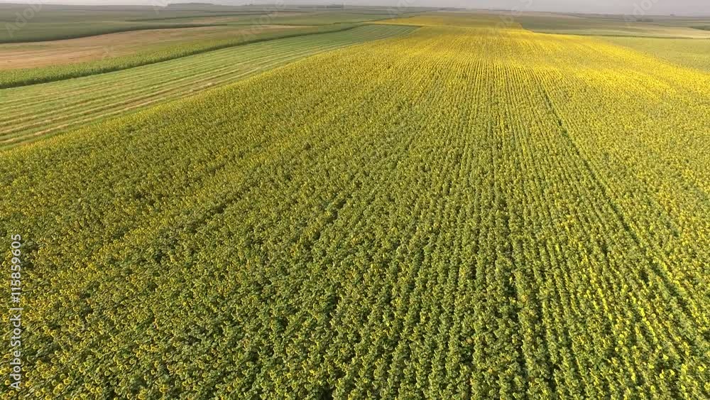Aerial shot of sunflower fields blooming in early morning Aerial shot of sunflower fields blooming in early morning