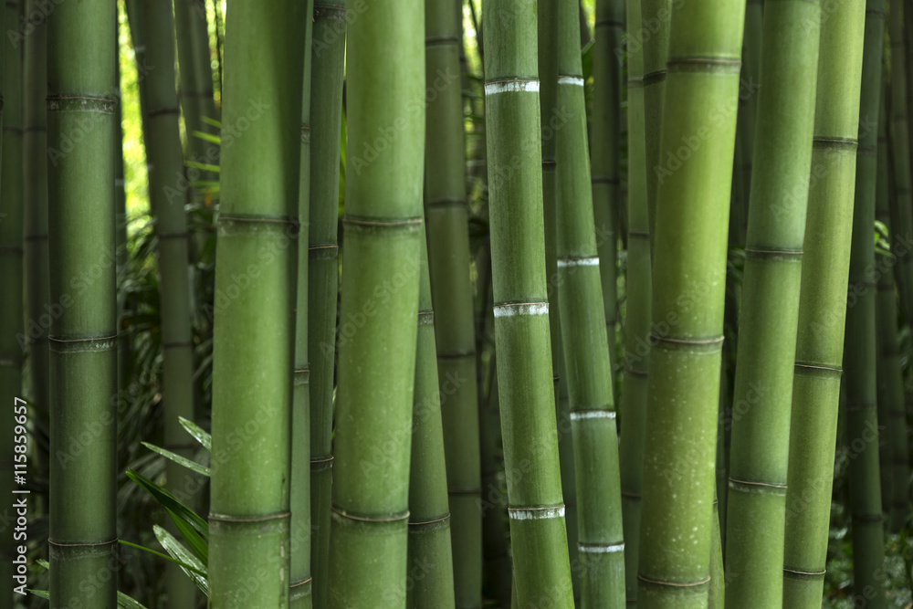 Naklejka premium Bambous