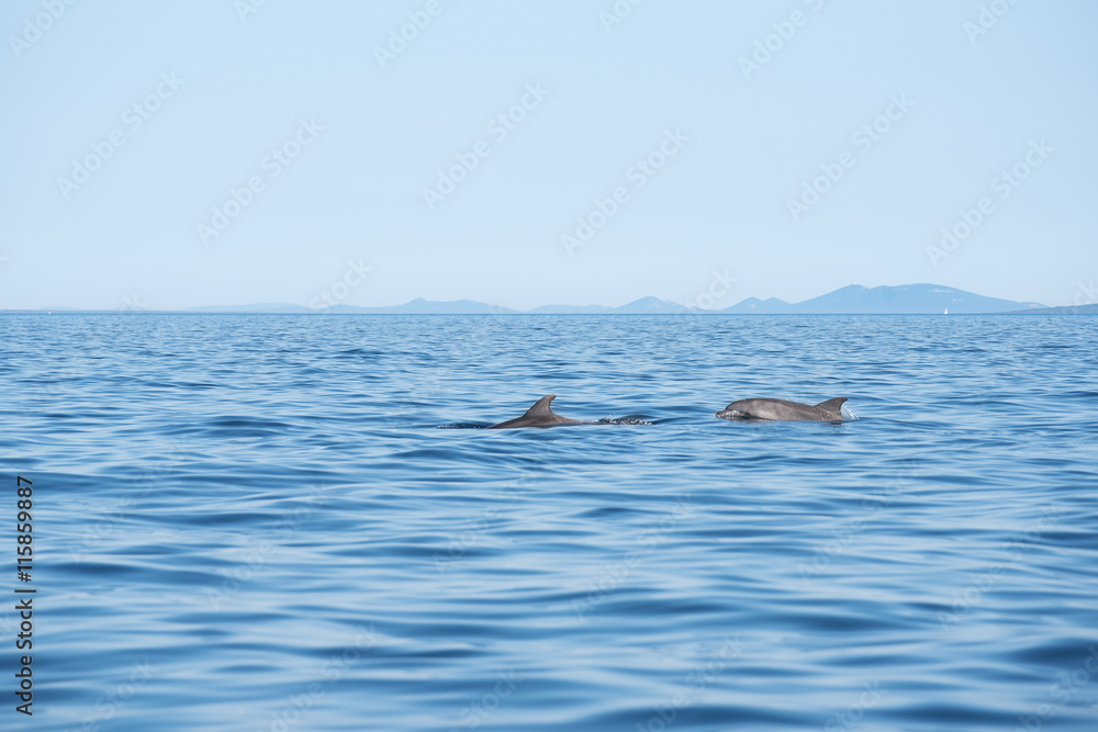 Fototapeta premium zwei delfine in der Adria bei Losinj