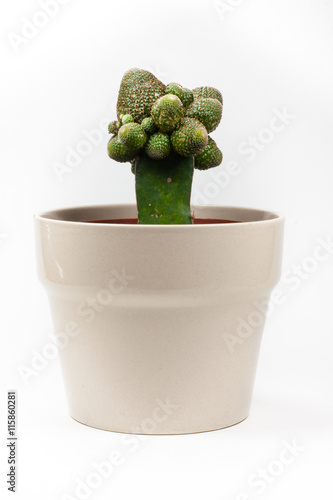 Cactus in ceramic pot isolated on white background photo