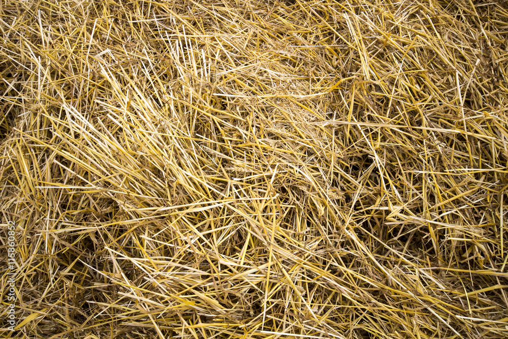 Golden wheat field in sunny day background Golden wheat field in sunny day background