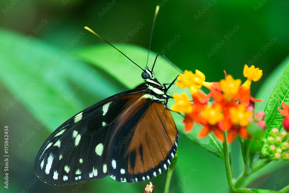 Fototapeta premium Brauner Falter