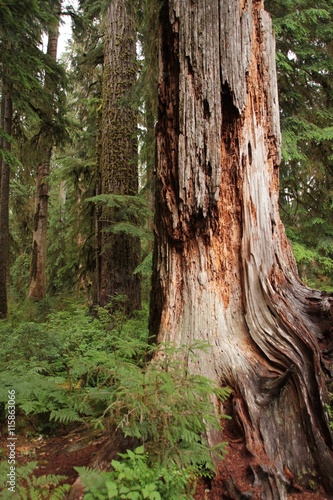 Hoh Rain Forest