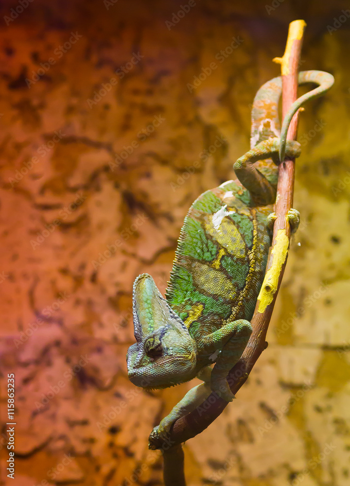 Schuppiges Chamäleon StockFoto Adobe Stock
