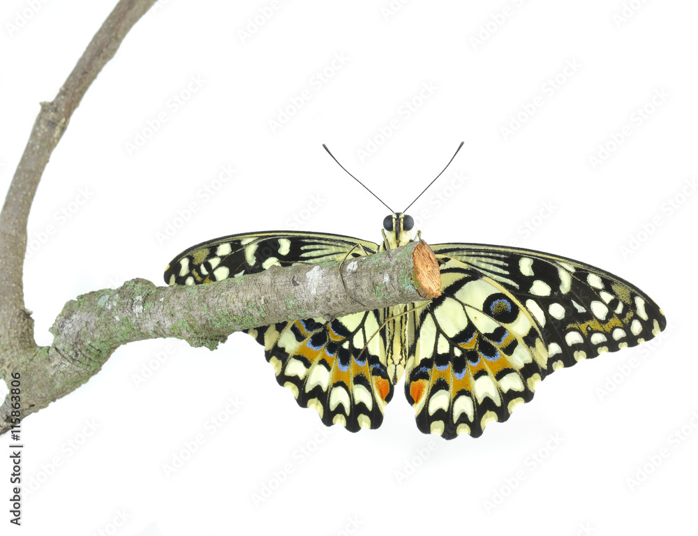 Butterfly Butterfly