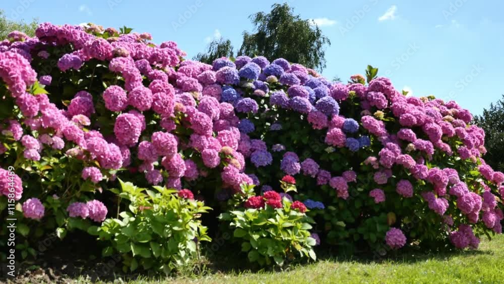 hortensia en fleurs 4k hortensia en fleurs 4k