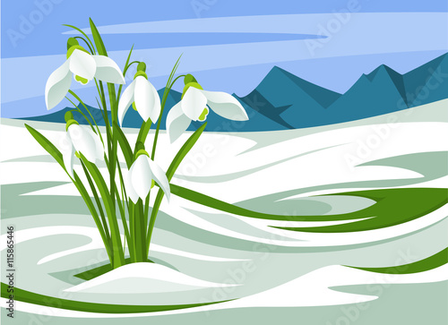 Delicate spring snowdrop flowers blooming in sunny day