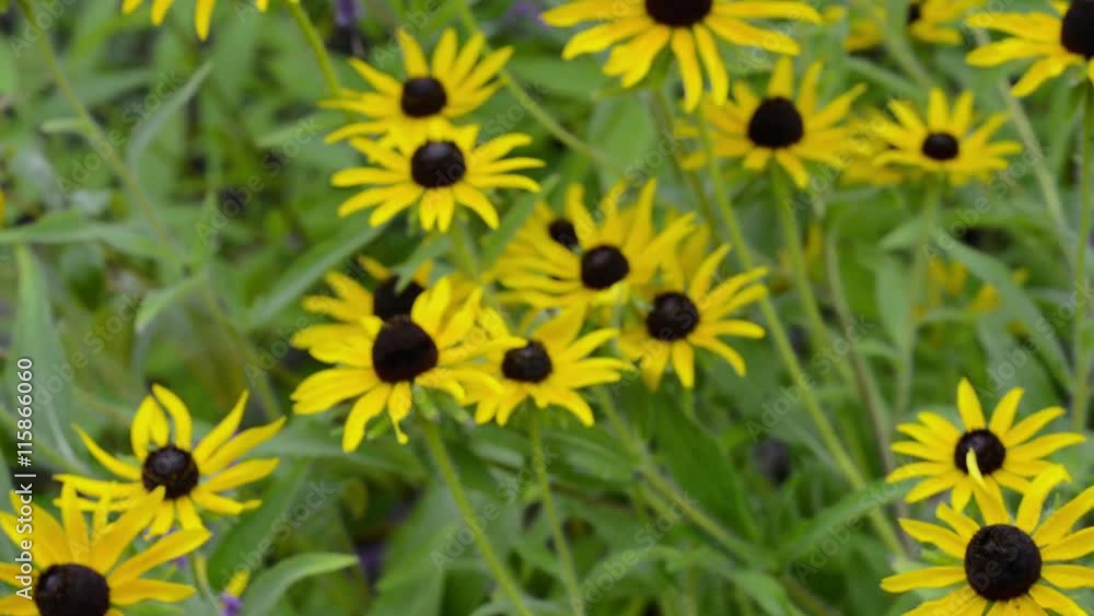 Yellow Black Eyes Susan flowers in a botanical garden in Raleigh, North Carolina Yellow Black Eyes Susan flowers in a botanical garden in Raleigh, North Carolina
