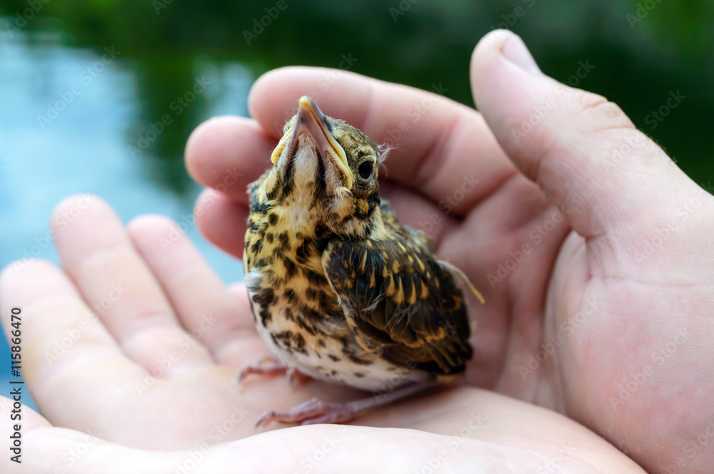 Little nestling swallows river (Swift), a man holds in his hands. Little nestling swallows river (Swift), a man holds in his hands.