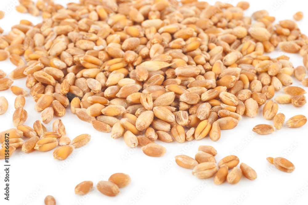 wheat grain wheat grain