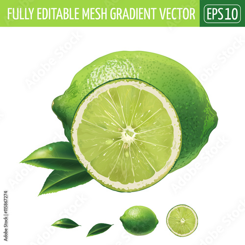 Lime on white background. Vector illustration