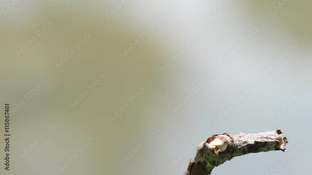Dragonfly landing on a twig near a pond Dragonfly landing on a twig near a pond