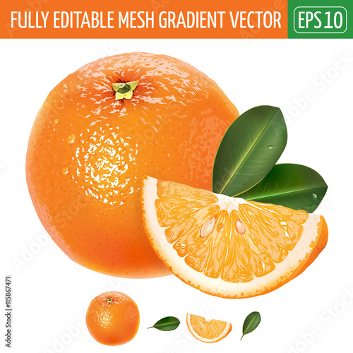 Orange on white background. Vector illustration