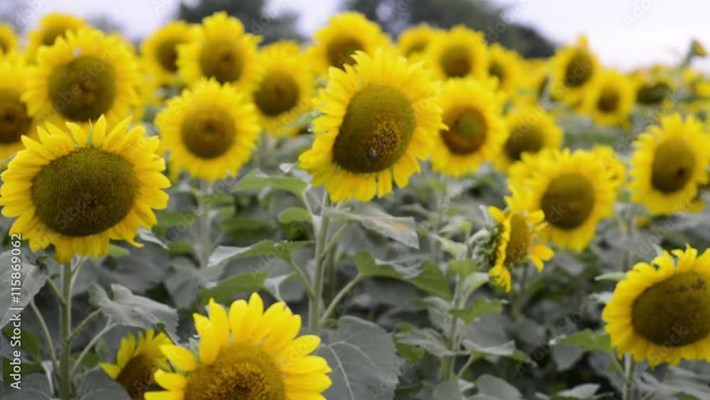 Field of bright sunflowers grown for their oil used in biofuel, near Raleigh, North Carolina Field of bright sunflowers grown for their oil used in biofuel, near Raleigh, North Carolina