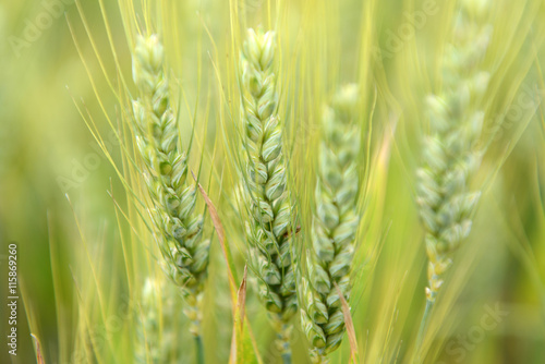 Getreide im frühen Sommer
