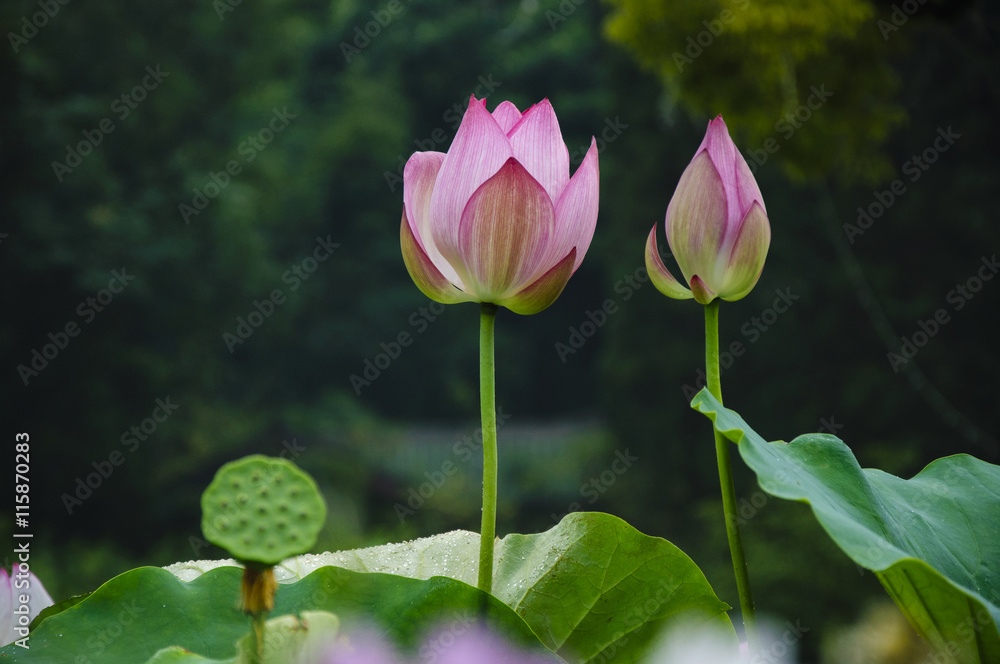 Beautiful blossoming lotus in summer