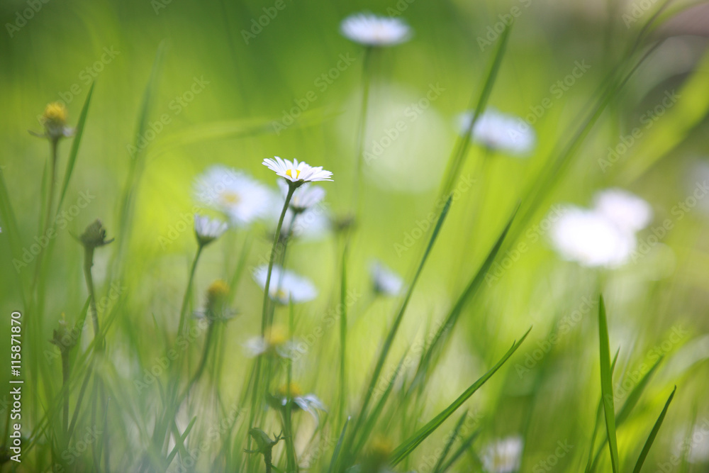 Gänseblümchen auf einer Lichtung Gänseblümchen auf einer Lichtung
