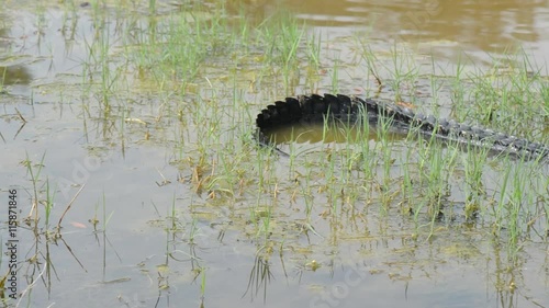 Juvenile alligator floating in a gentle Spring current on Fripp Island, the last of a string of islands in South Carolina near Beaufort consisting of Lady's, Hunting, and Fripp Islands. photo