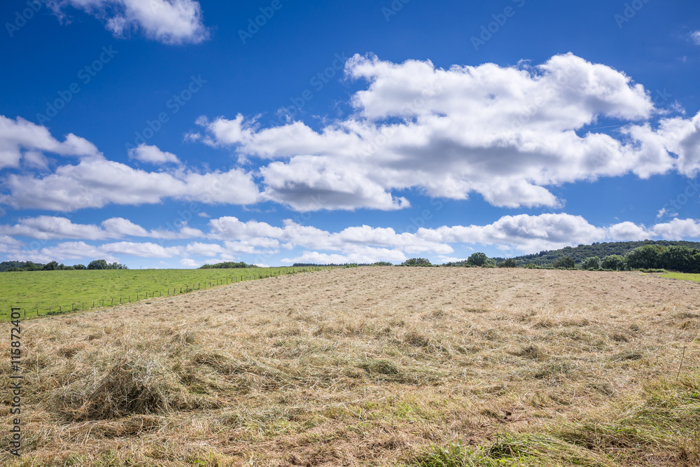 champs de foin coupé sur une colline sur fond de ciel bleu avec nuages