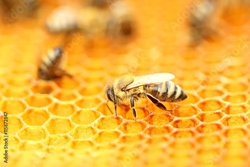 Bee in honeycomb