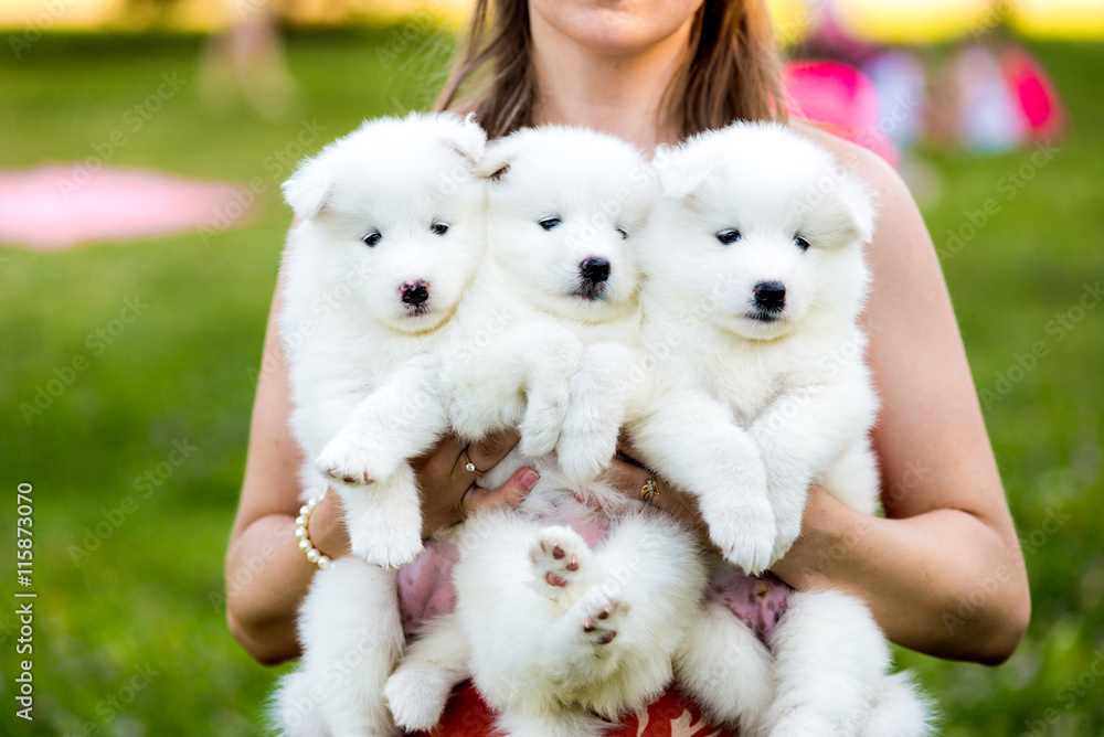 four Samoyed puppy outdoors in summer four Samoyed puppy outdoors in summer