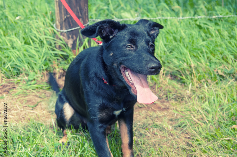 Beautiful black dog in park
