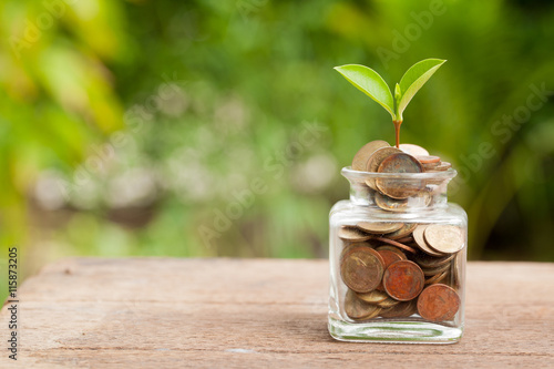 Plant Growing In Savings Coins on wooden - Investment And Intere