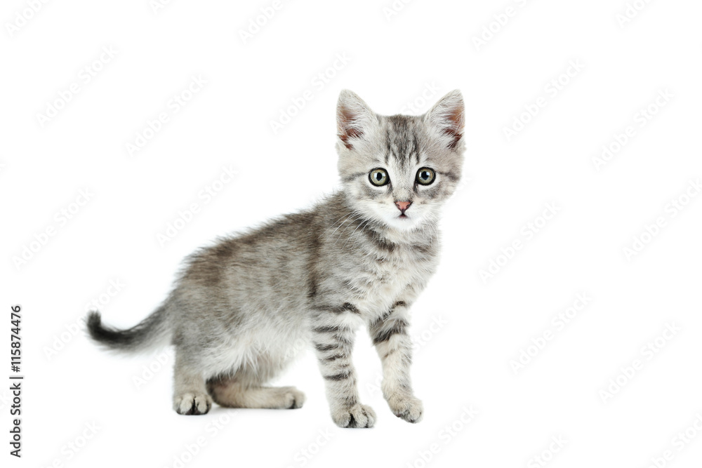Fototapeta premium Piękny kot na białym tle