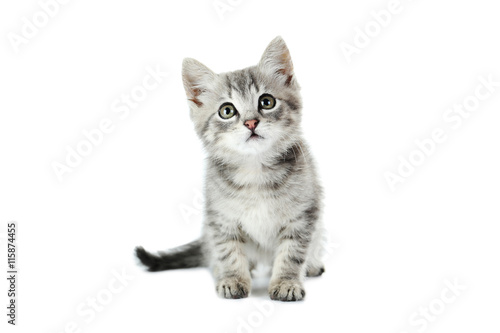 Beautiful cat isolated on white background