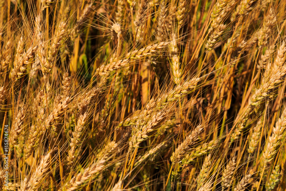 Fototapeta premium Wheat blowing in a field in Pennsylvania