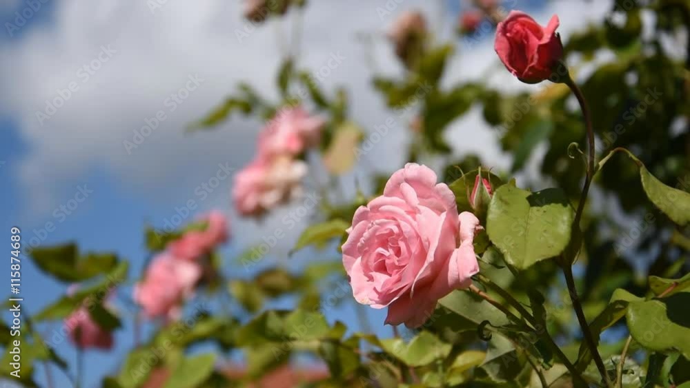 The flowers of roses The flowers of roses