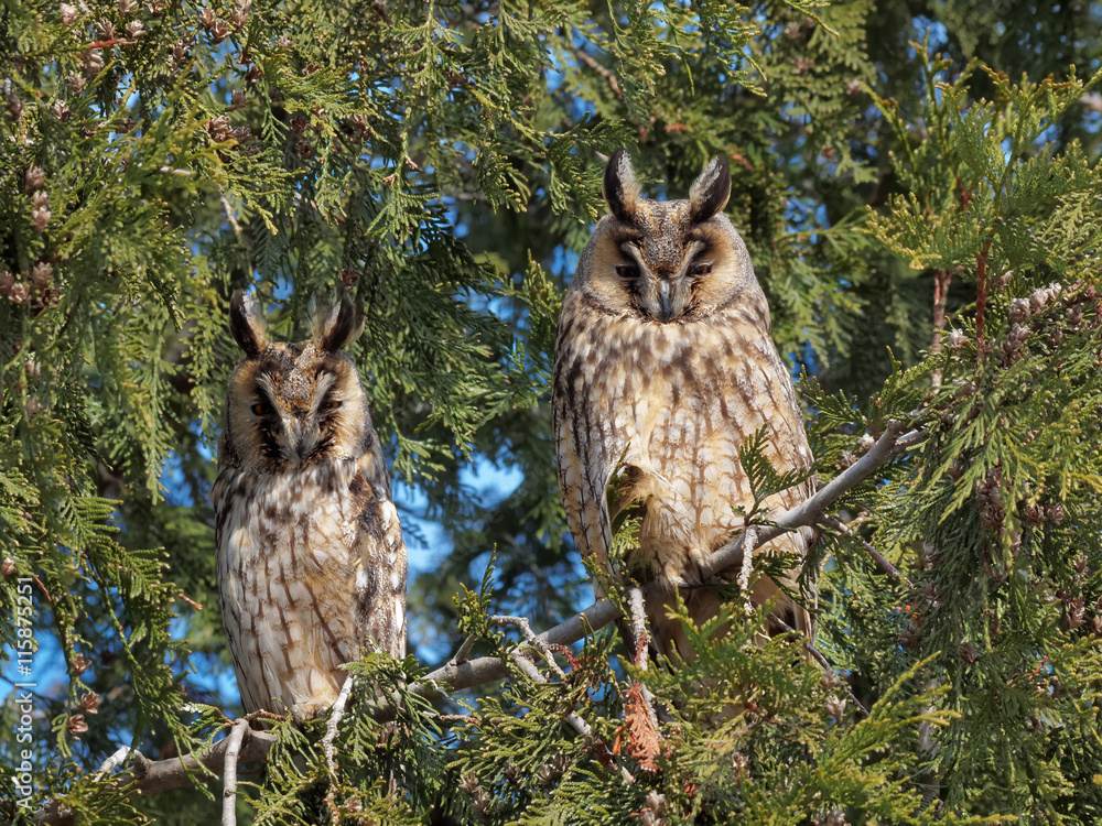 Obraz premium long-eared owls (Asio otus)